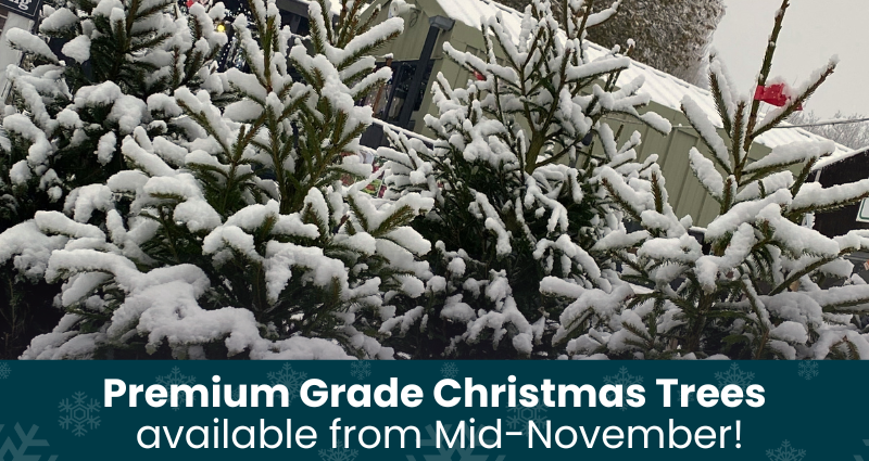 Christmas trees arrive from Mid-November; watch this space!