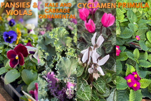 Pansies, Cyclamen, Ornamental Kale and Primulas.