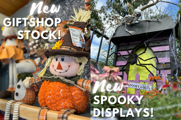 Autumnal gifts and hand-made outdoor displays.